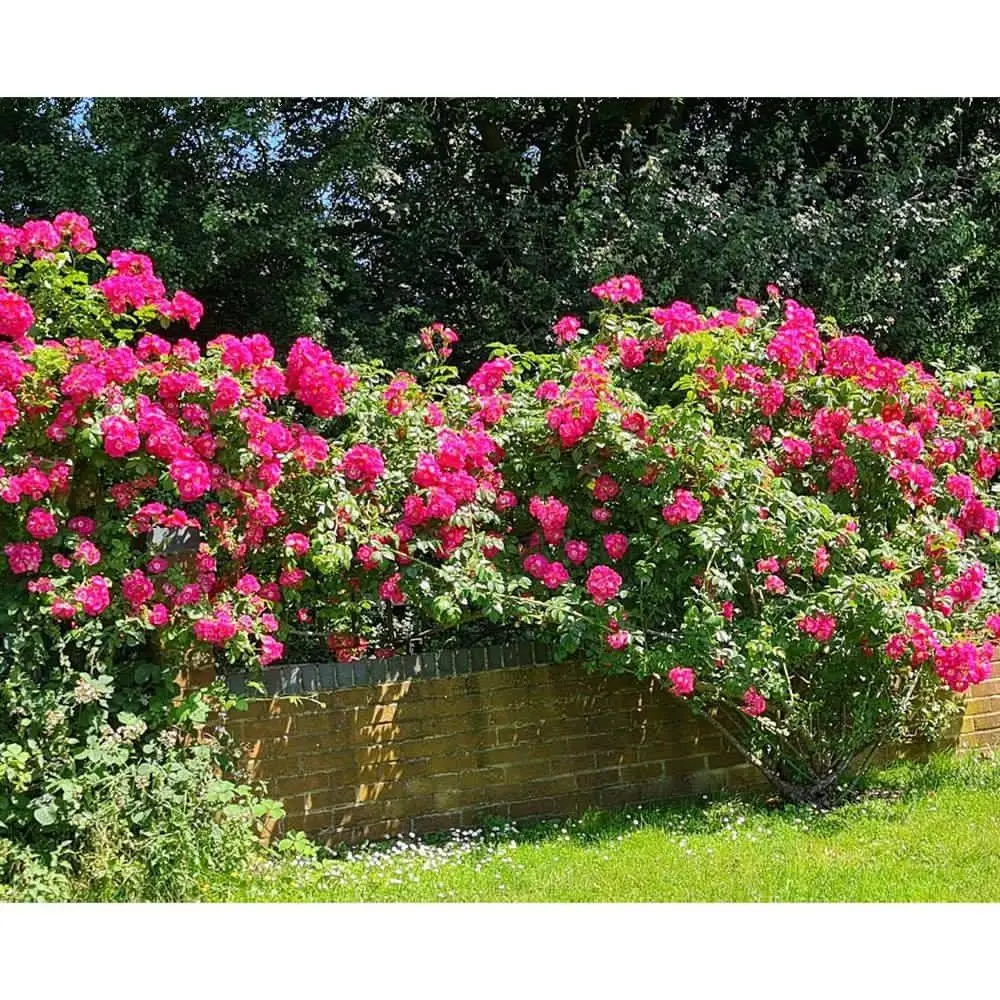3 Tray Deluxe Tiger Rainbow Wormery Dark Cobalt Blue 3 3 Tray Deluxe Tiger Rainbow Wormery Dark Cobalt Blue - Image 3