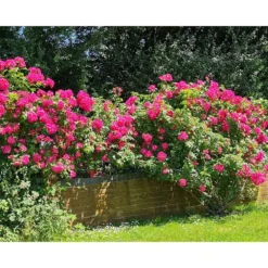 3 Tray Standard Tiger Wormery Green -Gun Garden Shop flas 2 5 jpg