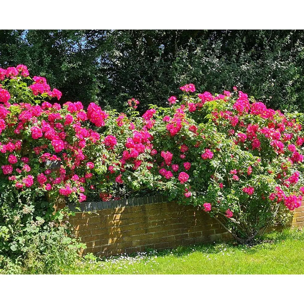 3 Tray Standard Tiger Rainbow Wormery Electric Red 5 3 Tray Standard Tiger Rainbow Wormery Electric Red - Image 5