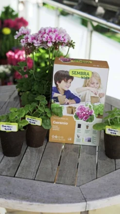 Sembra Kids Geraniums Gardening Kit For Children -Gun Garden Shop sembra kids geranium pack with plants jpg