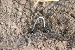 Steel Pegs - Pack Of 30 -Gun Garden Shop steels peg 2 jpg