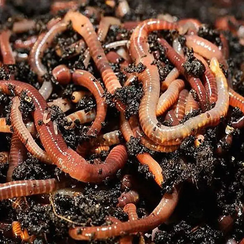 Tiger Worms For Wormery 1 Tiger Worms For Wormery