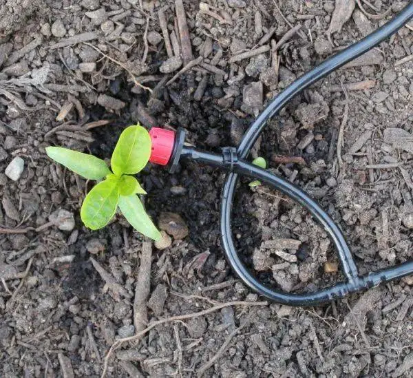 WaterMate Pro Automatic Greenhouse & Polytunnel Watering System 10 WaterMate Pro Automatic Greenhouse & Polytunnel Watering System - Image 10